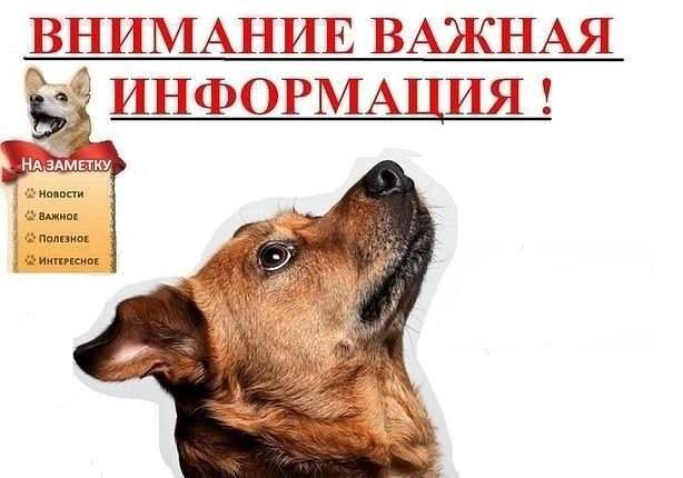 Государственная ветеринарная служба продолжает принимать заявки от граждан на проведение бесплатной стерилизации собак.