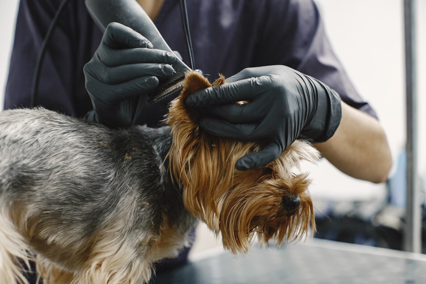 Собак в Ульяновской области будут стерилизовать бесплатно – за бюджетный счёт.